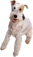 animals & dogs free transparent png image.