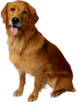 animals & dogs free transparent png image.