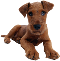 animals & dogs free transparent png image.