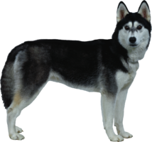 animals & dogs free transparent png image.