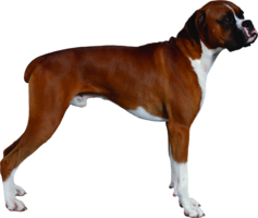 animals & dogs free transparent png image.