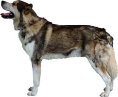 animals & dogs free transparent png image.