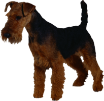 animals & dogs free transparent png image.