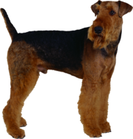 animals & dogs free transparent png image.