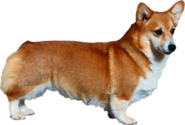 animals & Dogs free transparent png image.