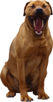 animals & Dogs free transparent png image.