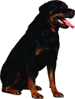 animals & dogs free transparent png image.