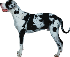 animals & dogs free transparent png image.