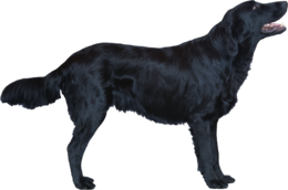 animals & Dogs free transparent png image.