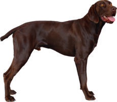 animals & Dogs free transparent png image.