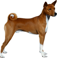 animals & Dogs free transparent png image.