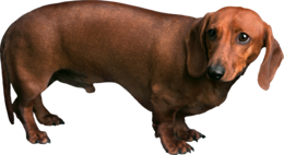 animals & Dogs free transparent png image.