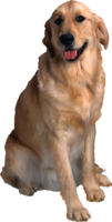 animals & dogs free transparent png image.