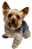 animals & dogs free transparent png image.