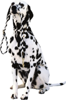 animals & dogs free transparent png image.