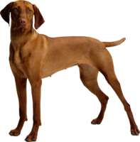 animals & Dogs free transparent png image.