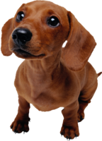 animals & Dogs free transparent png image.