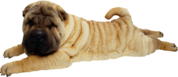 animals & dogs free transparent png image.