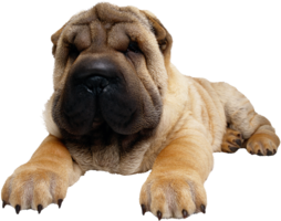 animals & dogs free transparent png image.