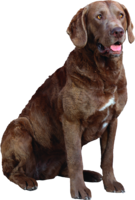 animals & Dogs free transparent png image.