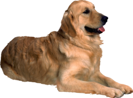 animals & Dogs free transparent png image.