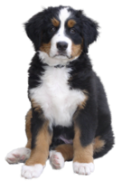 animals & Dogs free transparent png image.