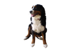 animals & Dogs free transparent png image.