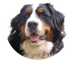 animals & dogs free transparent png image.