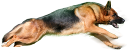 animals & dogs free transparent png image.