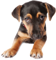 animals & dogs free transparent png image.