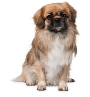 animals & dogs free transparent png image.