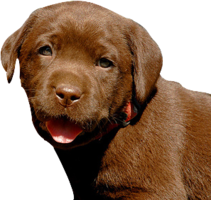 animals & Dogs free transparent png image.