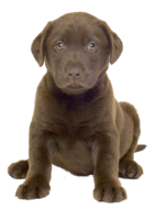 animals & Dogs free transparent png image.