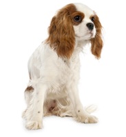 animals & Dogs free transparent png image.