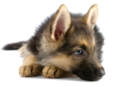 animals & dogs free transparent png image.