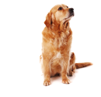 animals & Dogs free transparent png image.