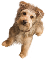 animals & dogs free transparent png image.