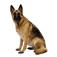 animals & dogs free transparent png image.