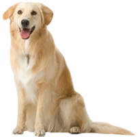 animals & dogs free transparent png image.