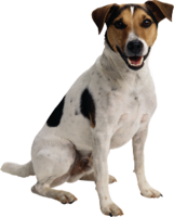 animals & dogs free transparent png image.