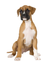 animals & dogs free transparent png image.