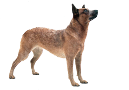 animals & Dogs free transparent png image.