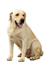 animals & Dogs free transparent png image.