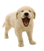 animals & Dogs free transparent png image.