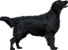 animals & Dogs free transparent png image.