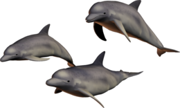 animals & Dolphin free transparent png image.