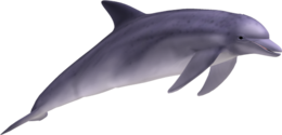 animals & dolphin free transparent png image.