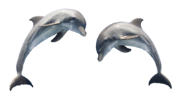 animals & Dolphin free transparent png image.