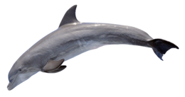 animals & Dolphin free transparent png image.