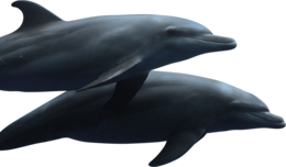 animals & Dolphin free transparent png image.